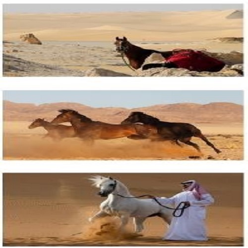 الخيل العربي: أسطورة الصّحراء